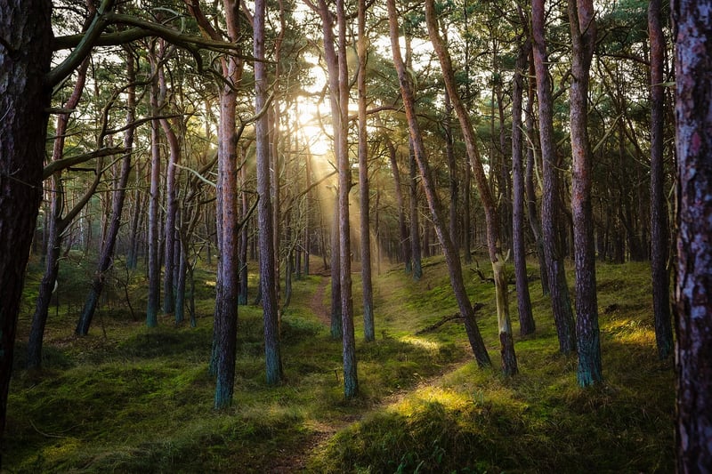 Forest Sunbeams